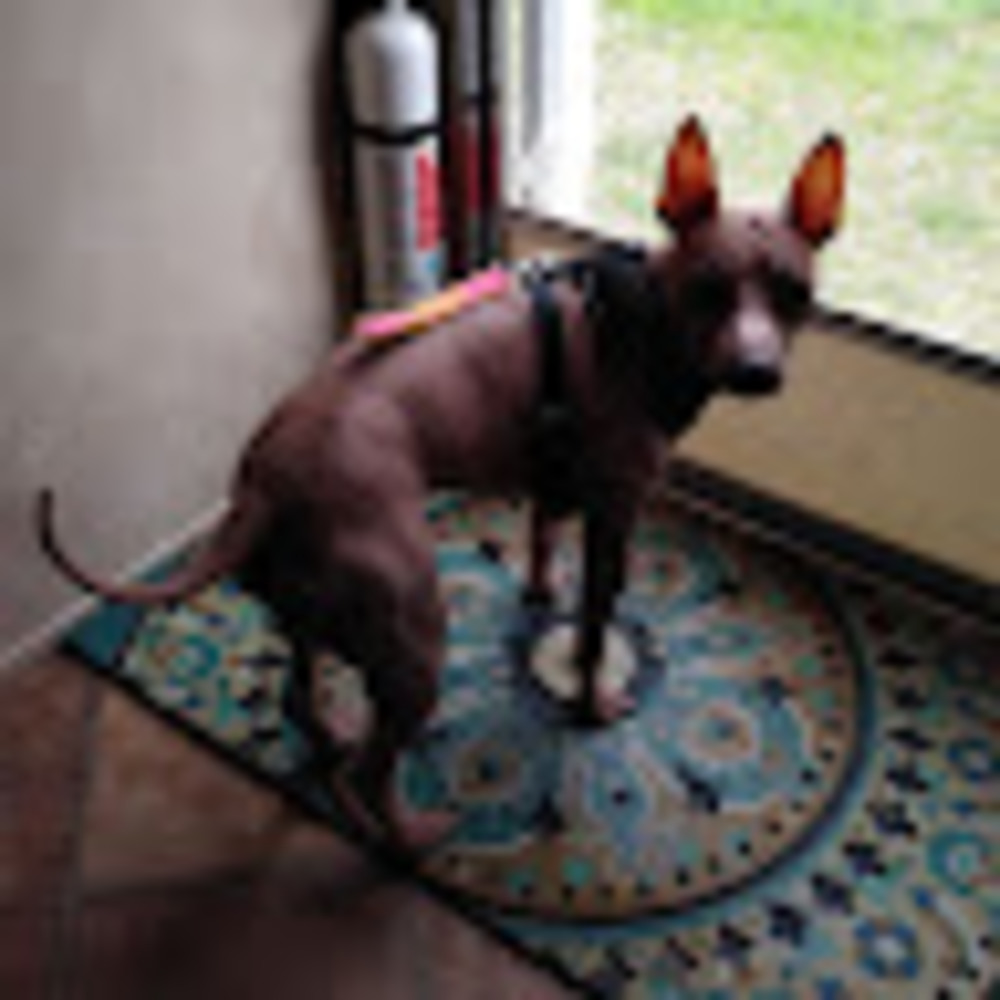 Meet your Posher, Chuck